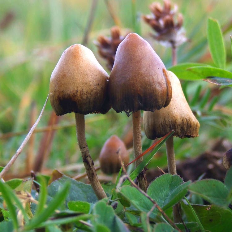 1-Psilocybe_semilanceata
