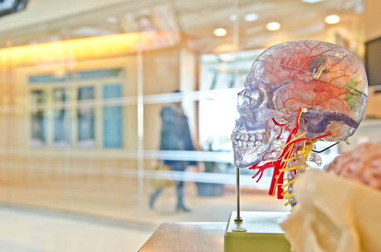 4-medical-anatomy