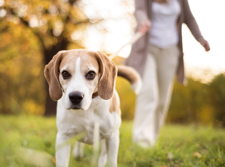 6-adorable-puppy-outside