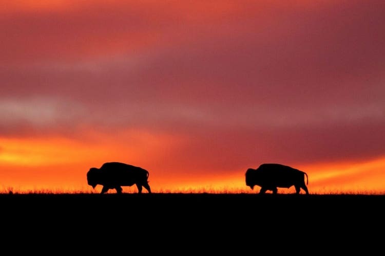 cover-vegetarian-meat