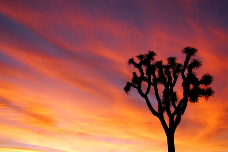 joshua-tree