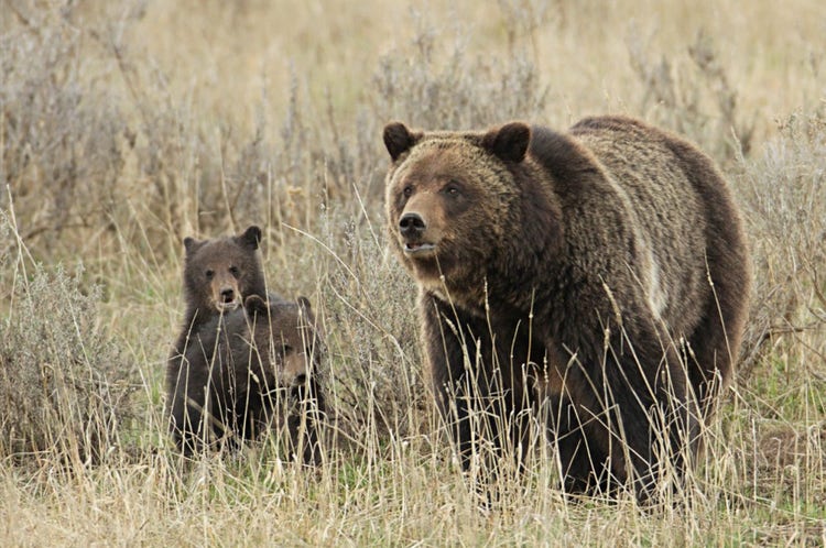 yellowstone