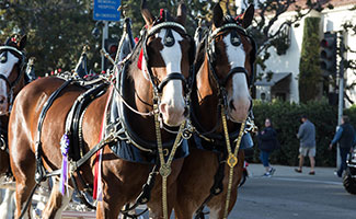 Equestfest image